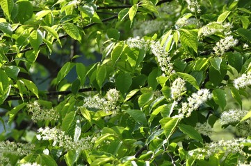 ウワミズザクラ