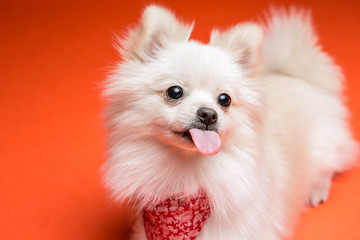 Pomeranian on the orange background