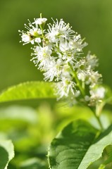 ウワミズザクラ