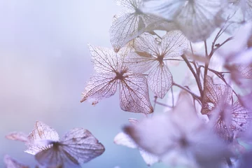 Photo sur Plexiglas Hortensia fond floral d& 39 hortensia sec
