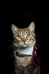 Obraz premium bangal cat on the black background