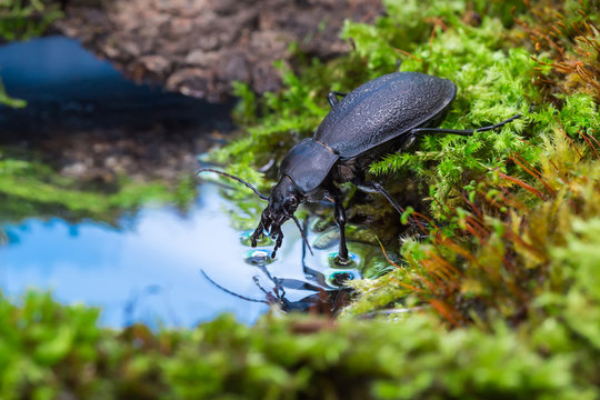 Carabus on the mossy bank of drinking water