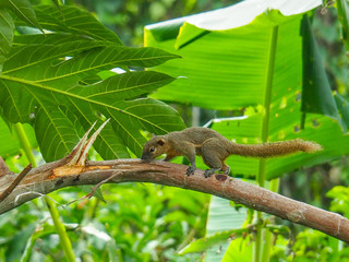 A squirrel on the tree.