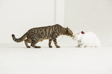 Turkish Angora on the white background