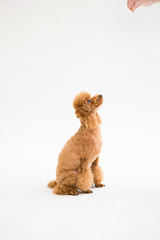 Poodle on the white background