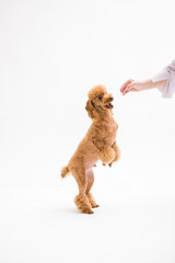 Poodle on the white background