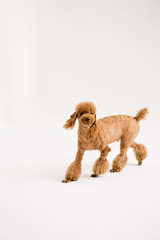 Poodle on the white background