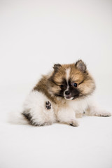 Pomeranian on the White background