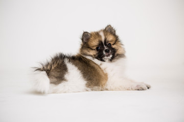 Pomeranian on the White background