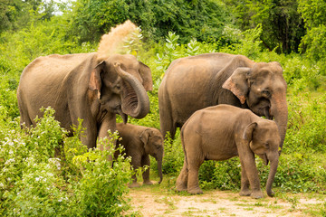 Elepfant family Sri Lanka