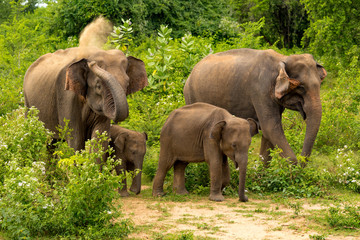 Fototapeta na wymiar Elephant family Sri Lanka