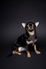  Chihuahua on the black background