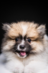 Pomeranian on the black background