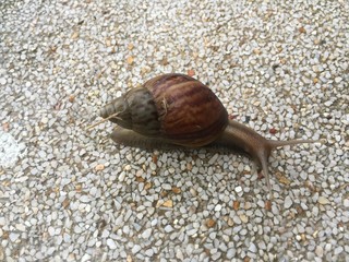 Big snail on the road