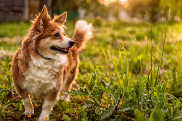 portrait of a dog of breed of a corgi outdoors