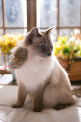 Siamese cat on the bed