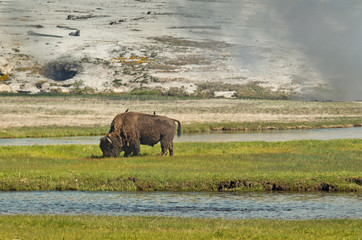 Fototapeta na wymiar American bison in Yellowstone National Park, Wyoming, USA