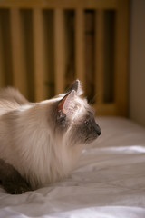 Siamese cat on the bed