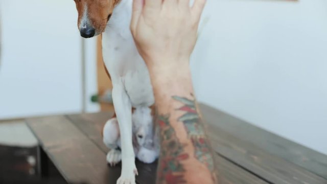 Hipster millennial pet owner with tattooed arms trains his basenji breed dog to do tircks. Cute brown puppy gives high five with paws to man in white clean room, funny and healthy snack