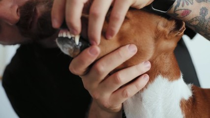 Young man pet owner is meticulously checking his basenji breed dog teeth for cavity and caries, makes sure he needs to go to veterinarian doctor or dentist