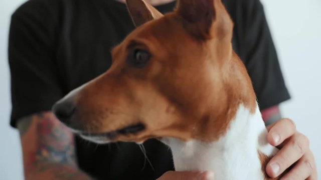 Close up soft focus shot of beautiful brown basenji pure breed dog yawning in cute manner on camera, his owner hipster man with arm tattoos pets and caress his slick healthy fur