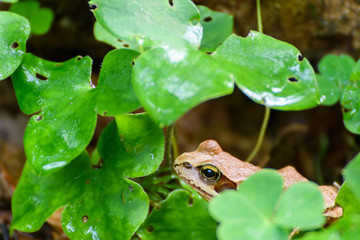 Frosch im Nationalpark