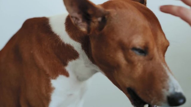 Pet owner girl with hipster arm tattoos gives jerky dog snack to her basenji pure breed puppy, he chews on it with appetite and hunger, she pets him with love and tenderness