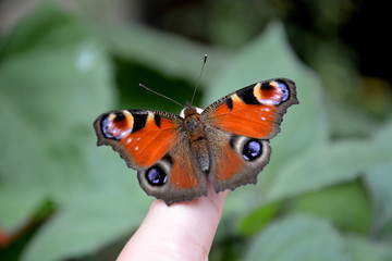 Tagpfauenauge auf Finger