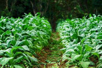 Agriculture for tabacco plantation in the topical area