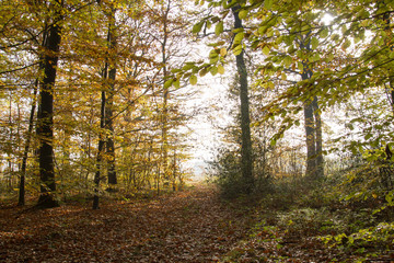 autumnal woodland