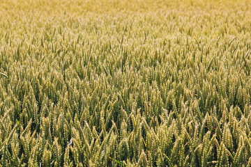 Farm field of wheat