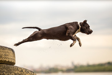 Obraz na płótnie Canvas American Staffordshire Terrier in jump