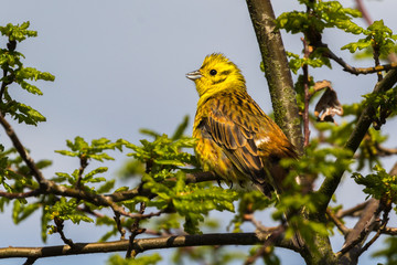 Goldammer auf junger Eiche im Frühling