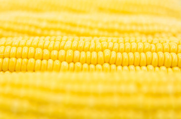 Golden sweet corn background.