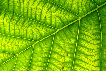 Green leaf close up