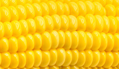 Golden sweet corn background.