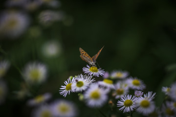 ベニシジミチョウ