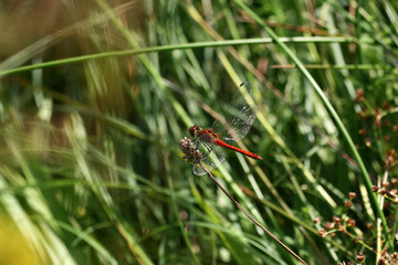 A vagrant darter (Sympetrum vulgatum) dragonfly.