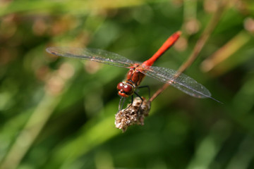 A vagrant darter (Sympetrum vulgatum) dragonfly.