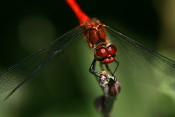 A vagrant darter (Sympetrum vulgatum) dragonfly.