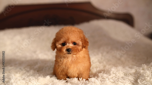 poodle tea cup