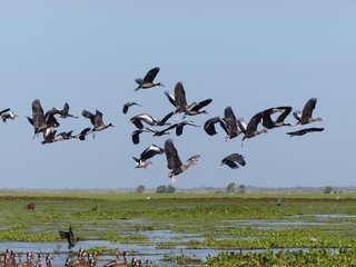 Vögel im Hato el Cetreal - Venezuela