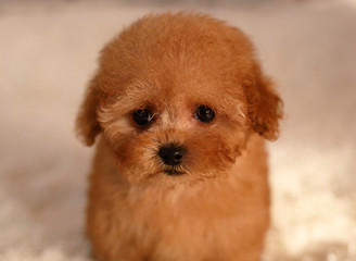 tea cup poodle puppy