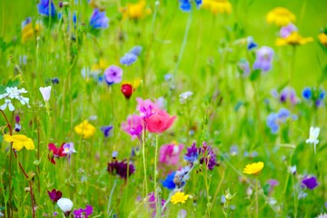 Grußkarte - Blumenwiese - Sommerblumen
