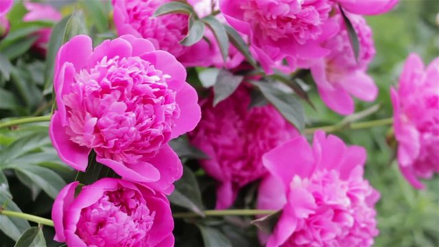 Bush of peony flowers/Beautiful pink flowers of pion on the mother's day
