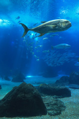 Fototapeta na wymiar Fish swimming in a reef with blue ocean water