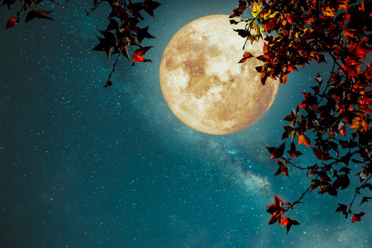 Fototapeta Beautiful autumn fantasy - maple tree in fall season and full moon with milky way star in night skies background. Retro style artwork with vintage color tone