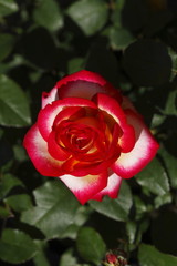 Rote Edelrose einem Blumenmarkt