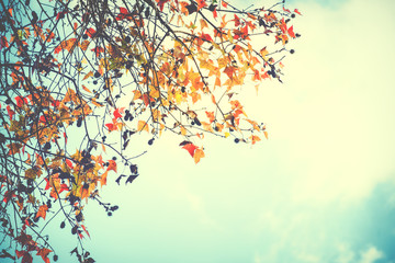 Beautiful autumn leaves and sky background in fall season, Colorful maple foliage tree in the autumn park, Autumn trees Leaves in vintage color tone.