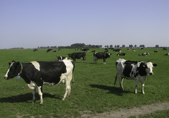 Friesland,Neddsrland